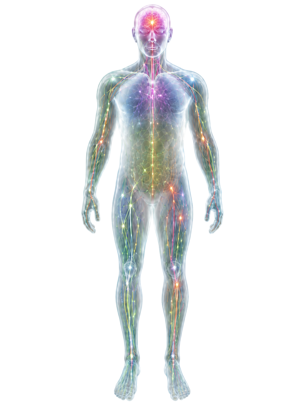 Illustrative human model showing interconnected biological systems