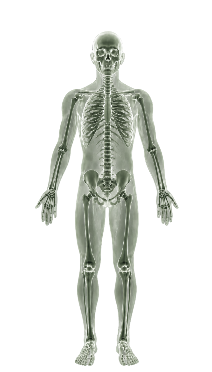 Anatomy layer of an illustrative human model